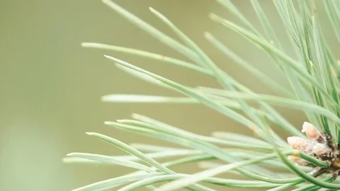 Close-up of Christmas tree cones with seeds and Christmas tree branches Stock Footage 80982248