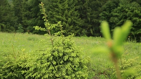 Close up of a christmas tree in the mountains Stock Footage 98984476