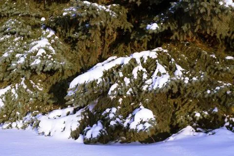 Close up Christmas Tree Stock Photos