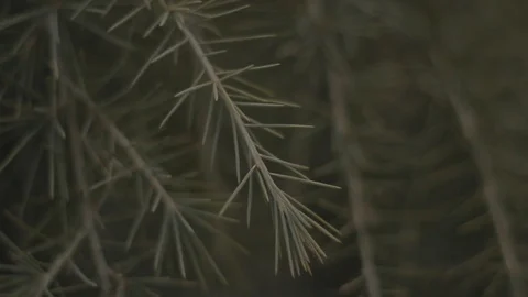 Close Up Christmas Tree Texture Stock Stock Footage 106681543