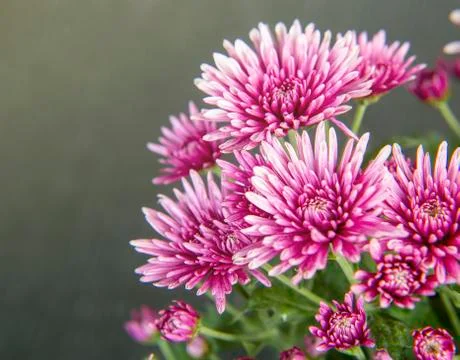 Close up of chrysanthemum flower Stock Photos