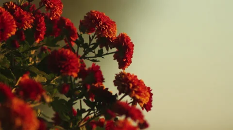 Close up Chrysanthemum Stock Footage 35652552