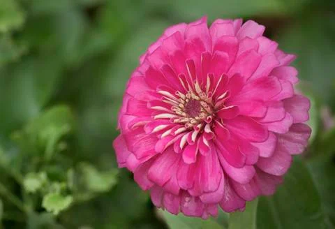 Close up chrysanthemum Stock Photos