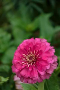 Close up chrysanthemum Stock Photos