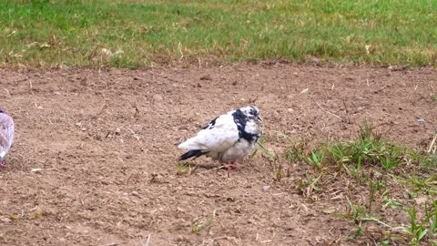 Close-up of a chubby white with black pigeon on the ground Stock Footage 155263148