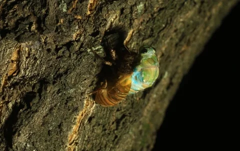 Close Up of Cicada Emerging from Exoskeleton in Teneral Life Cycle Stock Footage 328535903