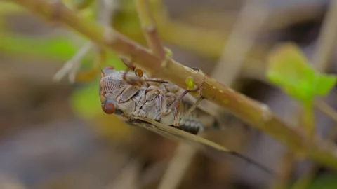 Close up cicada Stock Footage 315140616