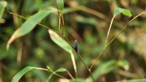 Close-up of a cicada found in summer tree Stock Footage 309704007