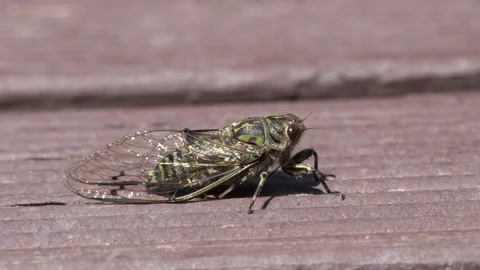Close up of a Cicada insect Stock Footage 131789079