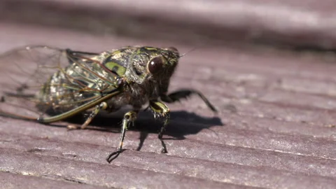 Close up of a Cicada insect Stock Footage 131789160