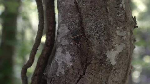Close-up cicada insect in the forest on a tree Stock Footage 254800136