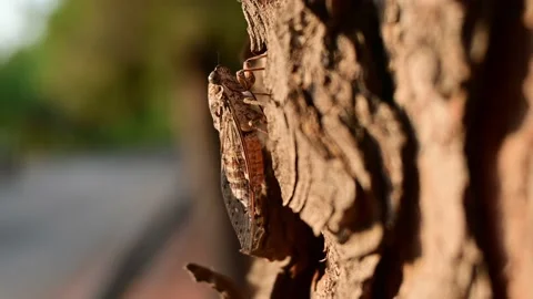 Close up of a cicada insect on a pine tree, Nice soft background. Stock Footage 157877902