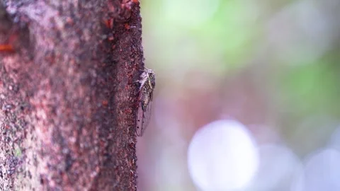 Close up of a cicada resting on a tree bark in summer Stock Footage 341960221