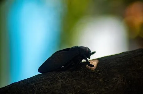 A close up of a cicada resting on a tree branch, with a vibrant blue and gr.. Stock Photos
