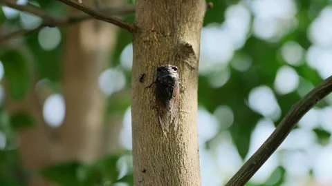 Close up of a cicada resting on a tree trunk in summer Stock Footage 342023809
