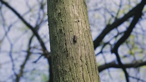 Close up of a cicada resting on a tree trunk in summer 스톡 동영상 342331145