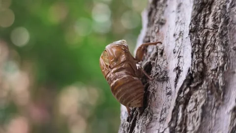 Close-up of Cicada Shell Clinging to Rough Tree Bark in Sunlight 스톡 동영상 340470260