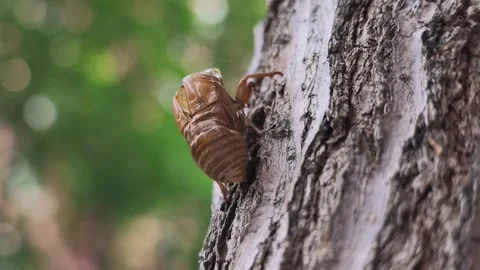 Close-up of Cicada Shell on Tree Bark in Sunlight 스톡 동영상 340469989