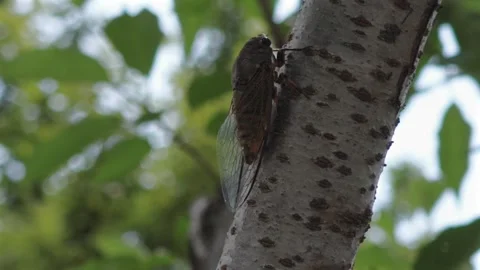 Close Up of Cicada on Tree Bark Stock Footage 339999069