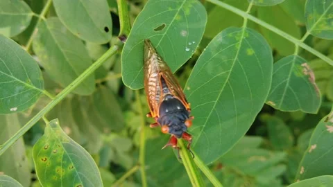 A Close Up of a Cicada On a Tree Branch Vídeo Stock 155666572