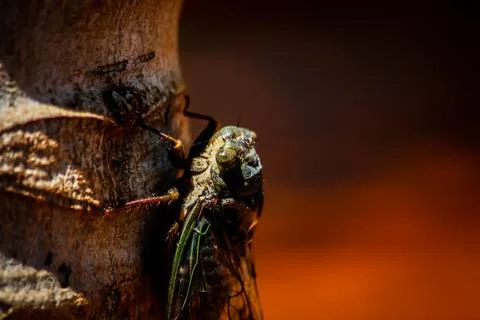 Close up of Cicada on tree tropical Stock Photos