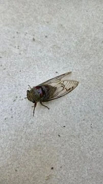 Close-up of a cicada on a white surface Stock Photos