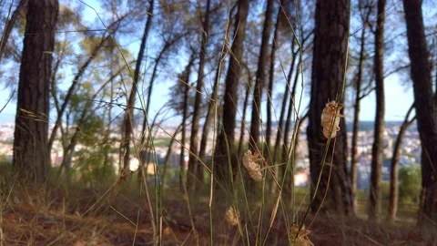 Close up on cicadas in the park of monte mario, rome. Change of skin. Stock Footage 138668804