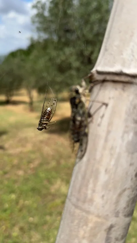 Close-Up of Cicadas Singing in the Sun on a Warm Summer Day Stock-Footage 301909601