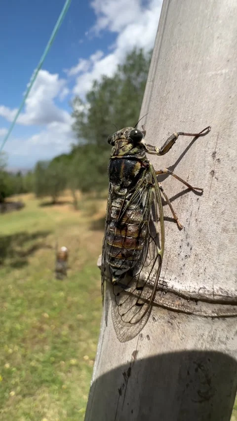 Close-Up of Cicadas Singing in the Sun on a Warm Summer Day Stock Footage 301909617
