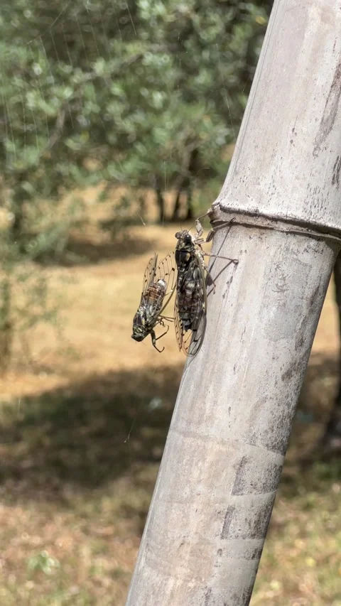 Close-Up of Cicadas Singing in the Sun on a Warm Summer Day Stock Footage 301909698