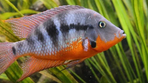 Close up of cichlid fish Video stock 119443551