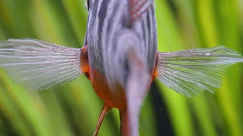Close up of cichlid fish Stock Footage 119443796
