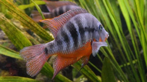 Close up of cichlid fish Stock Footage 119443874