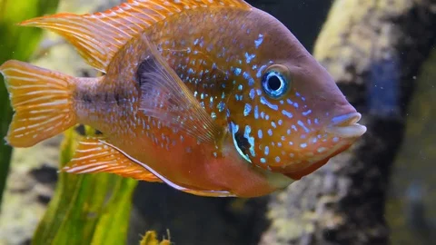 Close up of cichlid fish Stock Footage 119444314