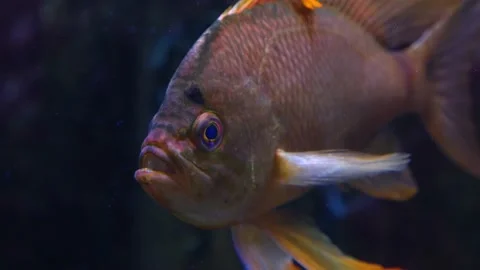 Close up of cichlid fish Stock Footage 141682490
