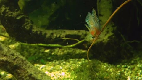 Close up of Cichlid Fish  Stock Footage 234147550