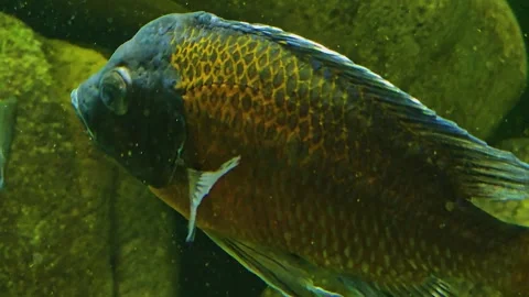 A Close up of a cichlid fish  Stock Footage 245051485