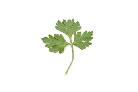 Close-up of Cilantro Leaf Isolated on White Background Stock Photos