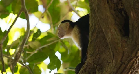 Close Cinamatic Shot Of Monkey Climbing On Tree 4K Slow Motion Stock Footage 124103991