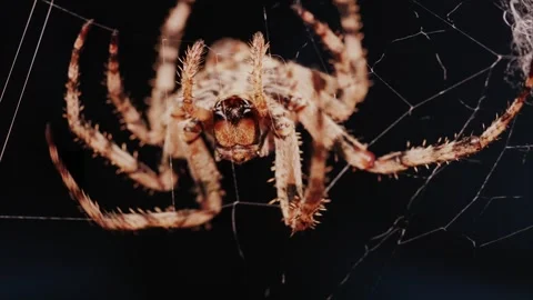 Close up cinematic motion of large brown spider weaving intricate web, capt.. Stock Footage 339342522