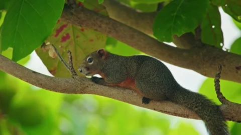 A close up cinematic shot of a curious gray squirrel with a reddish belly p.. Stock Footage 334905679