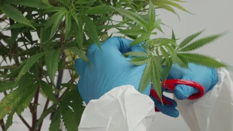 Close-up cinematic shot of a worker in blue gloves and white protective suit Video stock 336996214