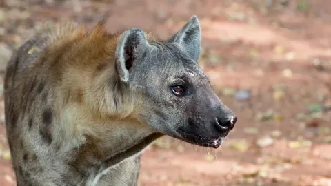 A close up cinematic slow motion clip of a spotted hyena captured in its na.. Vídeos de archivo 334363460