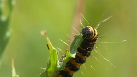 Close up of cinnabar moth caterpillar feeding on plant on sunny day in garden 動画素材 172146091