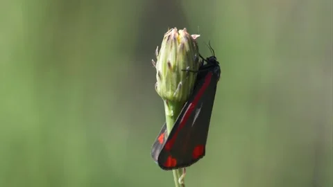 Close up of cinnabar moth resting on closed flower bud in garden during spring Stock Footage 172149653