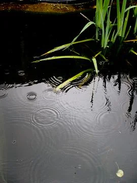 Close-up of the circular patterns made by raindrops on the water surface Stock Photos
