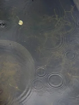 Close-up of the circular patterns made by raindrops on the water surface Stock Photos