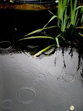 Close-up of the circular patterns made by raindrops on the water surface Stock Photos