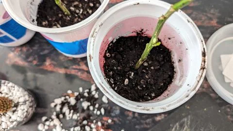 Close Up Of Citrus Lemon Tree Cutting Planted In Potting Soil Inside Plasti.. Stock Photos