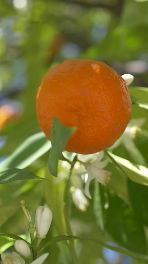Close up of Citrus sinensis fruit with green leaves on branch. Orange tree Video stock 331995872